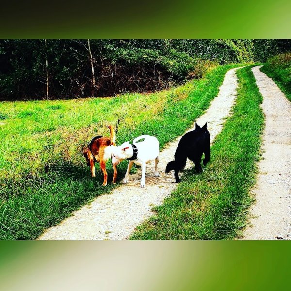 wonder dog island - éducateur canin & pet sitting - photo 3