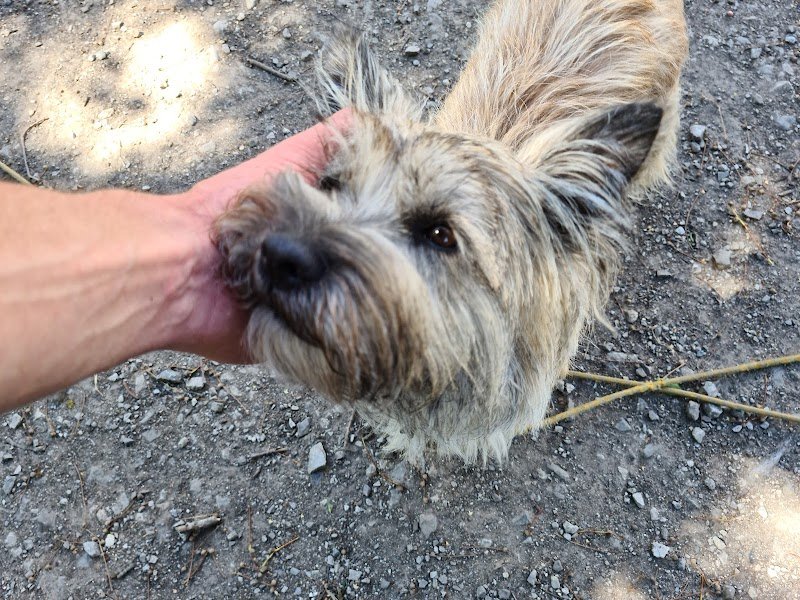 Gauthier Hazart éducateur canin Laon - photo 1