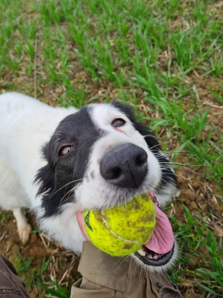 Gauthier Hazart éducateur canin Laon - photo 2