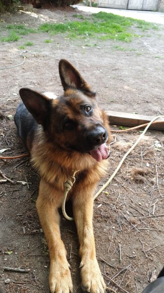 Gauthier Hazart éducateur canin Laon - photo 3