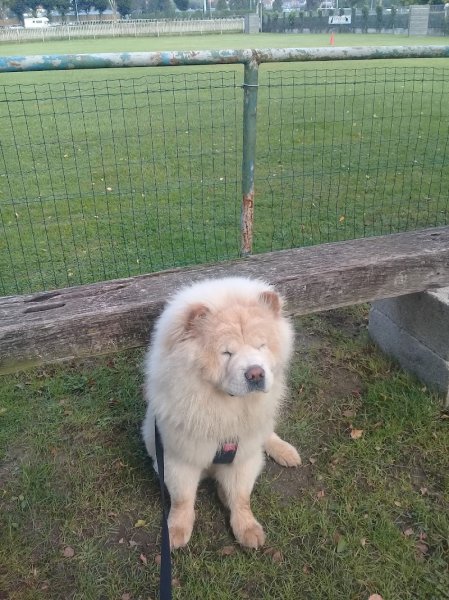 Club Canin de LAON - photo 3