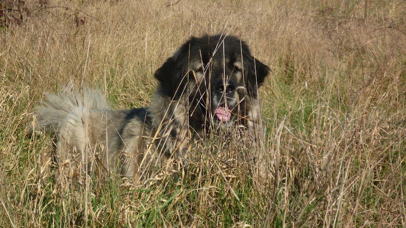 Regard de chien - Comportementaliste - photo 1