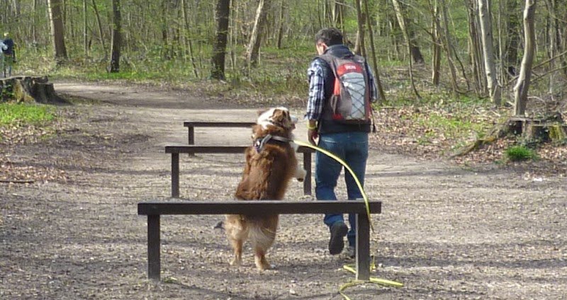 Regard de chien - Comportementaliste - photo 3