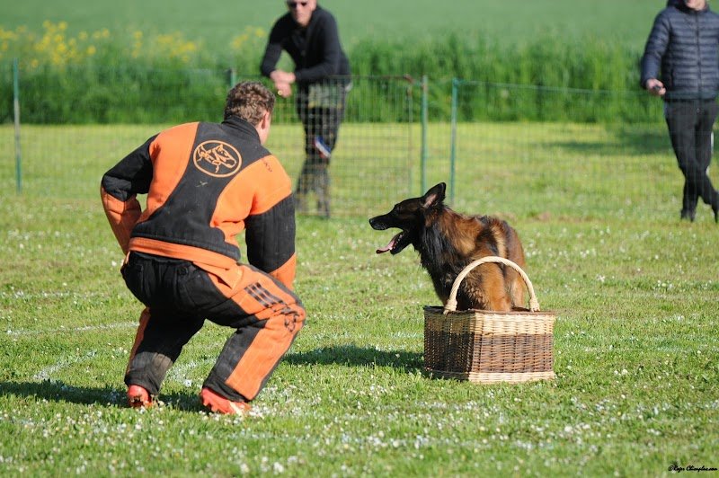Amicale Du Chien - photo 1