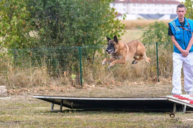 Amicale Du Chien - photo 2