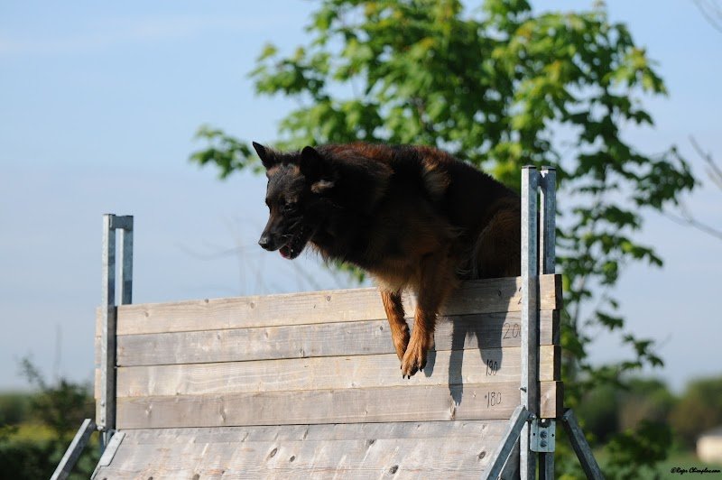 Amicale Du Chien - photo 3