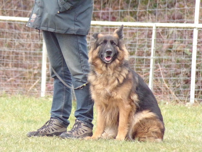 Club d'Éducation Canine de la Vallée du Rieu (CEC Quessy) - photo 2