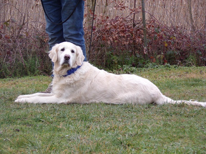 Club d'Éducation Canine de la Vallée du Rieu (CEC Quessy) - photo 3