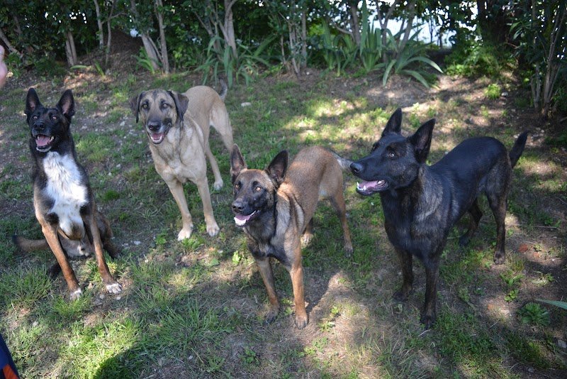 Psy-dog Educateur et comportementaliste canin - photo 2