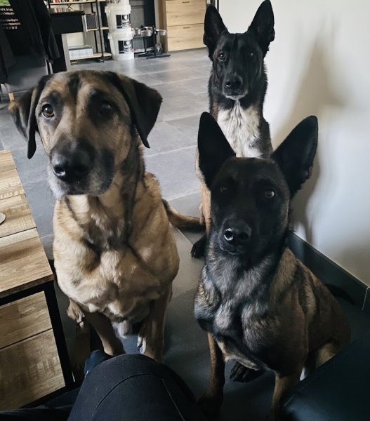 Psy-dog Educateur et comportementaliste canin - photo 3