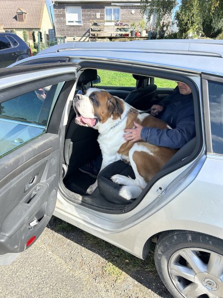 Centre d'éducation et de rééducation canine Laurent MANSAT - photo 3