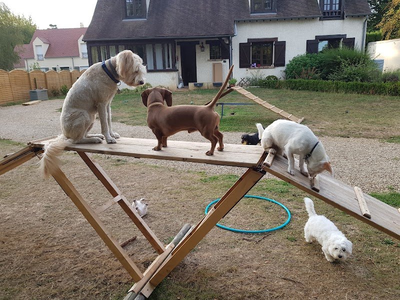 Keep Cool Dog ! - photo 2