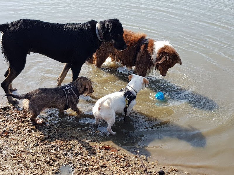 Keep Cool Dog ! - photo 3