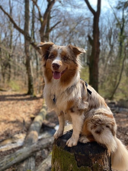 Swiss Dog Academy - photo 2