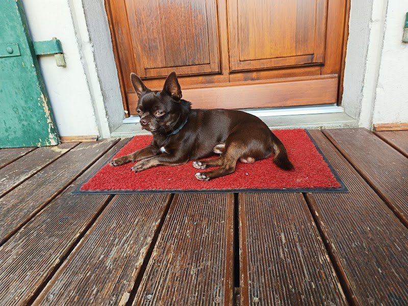 Swiss Dog Academy - photo 3