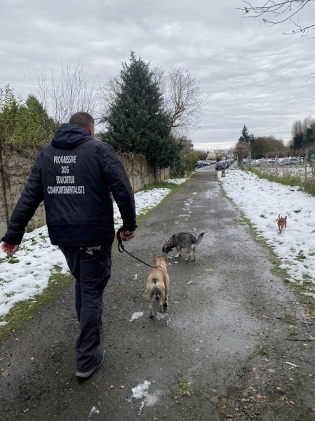 Progressive Dog Education-Educateur canin comportementaliste à Bois D'Arcy - photo 2