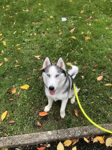 Progressive Dog Education-Educateur canin comportementaliste à Bois D'Arcy - photo 3