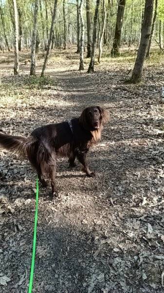 4 Pattes à modeler Education et conseils en comportement canin - Yvelines - photo 2
