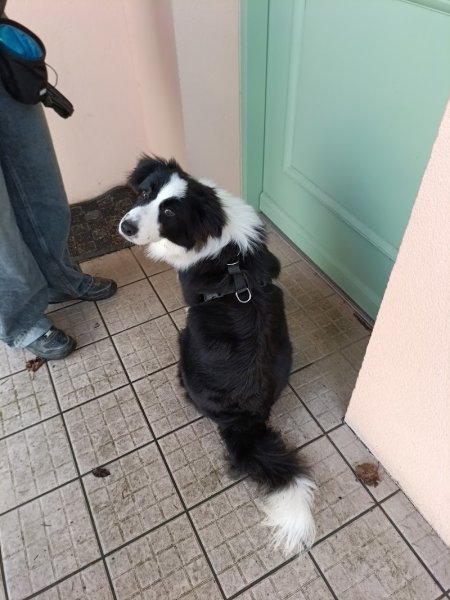 4 Pattes à modeler Education et conseils en comportement canin - Yvelines - photo 3