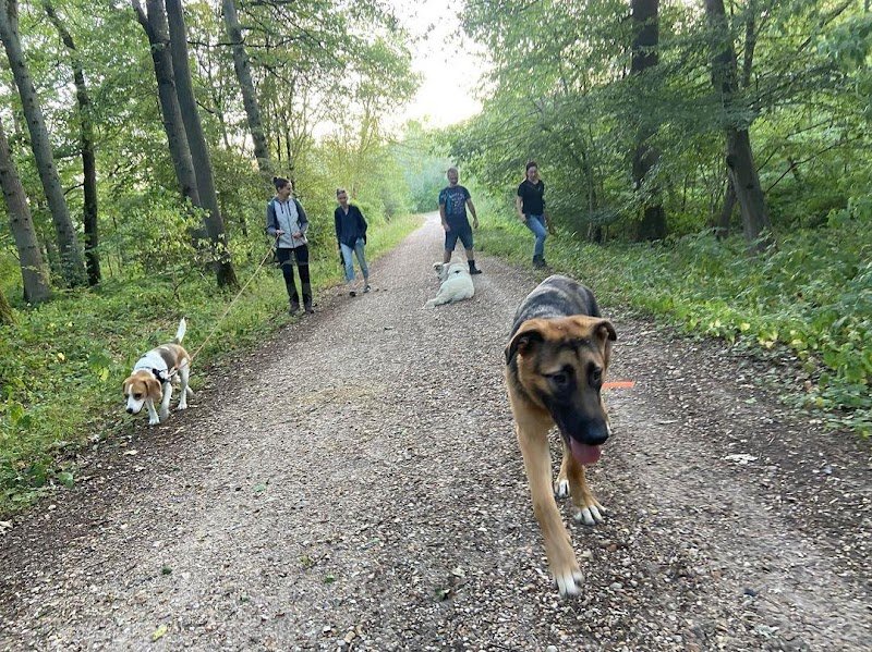 Canid'Élo - Comportementaliste spécialiste du chien - photo 1