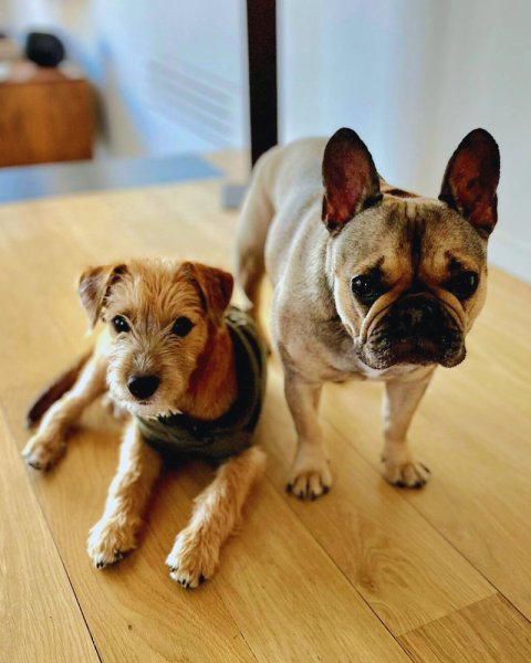 Canid'Élo - Comportementaliste spécialiste du chien - photo 2