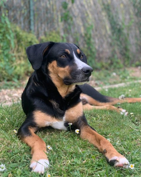 Canid'Élo - Comportementaliste spécialiste du chien - photo 3