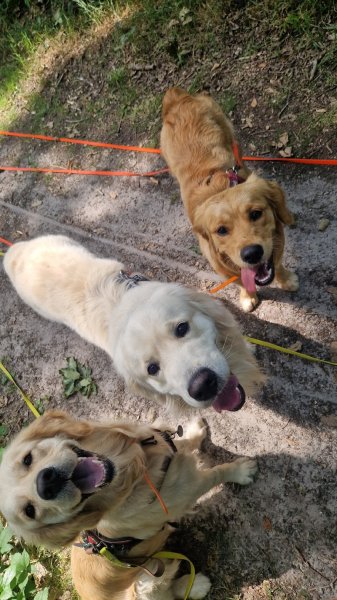 Une Patte Un Sabot • Educatrice Comportementaliste Canin - photo 2