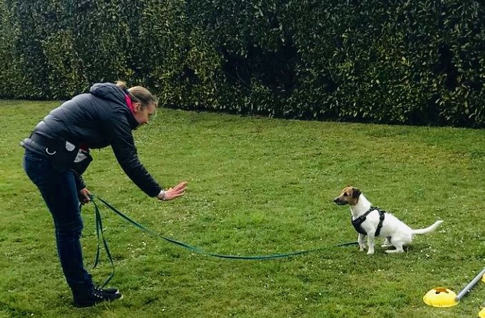 Listen’Dog78 - photo 1