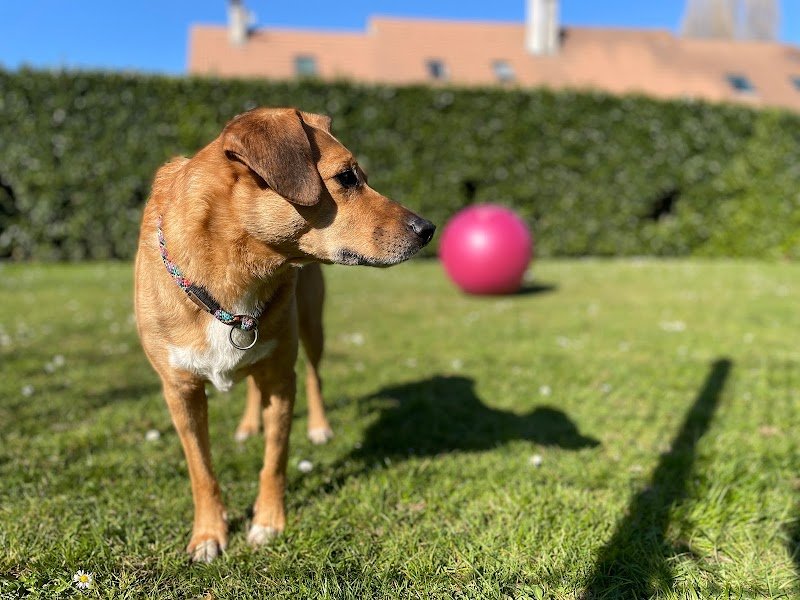 Listen’Dog78 - photo 3