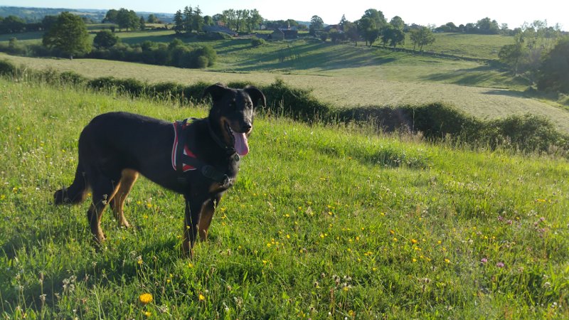 LAETICANIS - Comportementaliste canin - photo 1