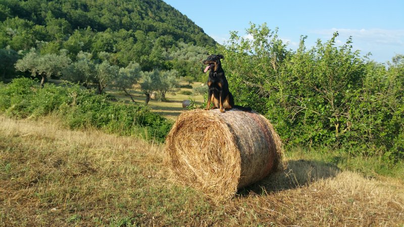 LAETICANIS - Comportementaliste canin - photo 3