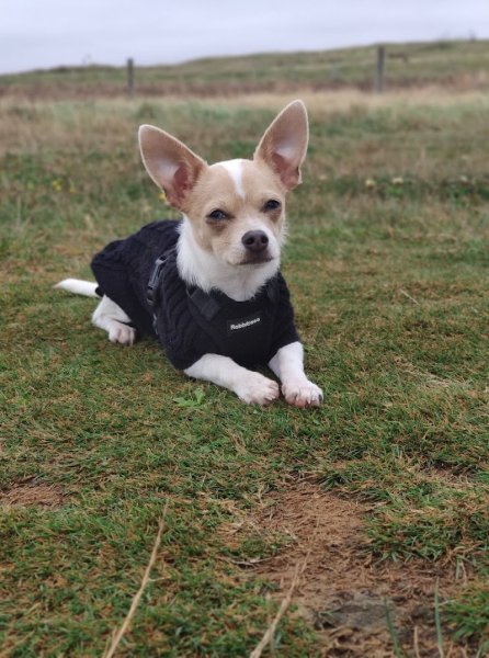 Bonny and Co Éducateur Canin (Versailles) - photo 2