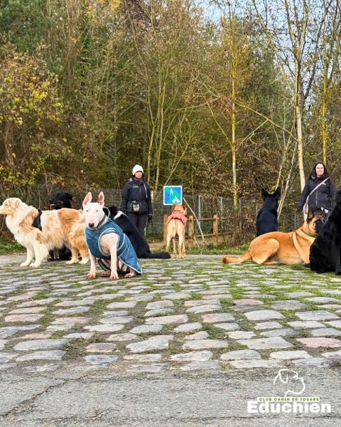 Club Canin de la Plaine de Jouars - Educhien - photo 2
