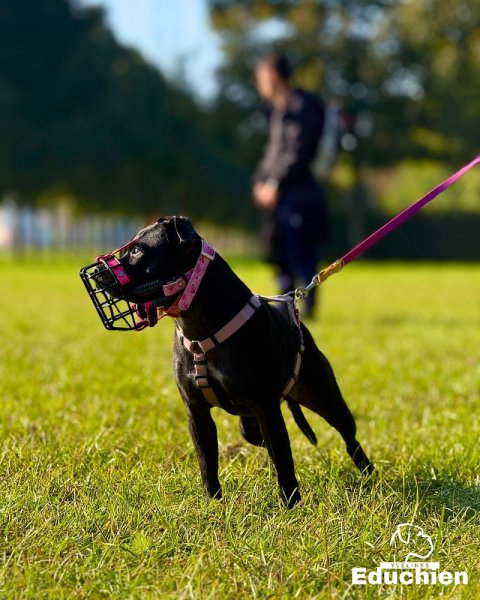 EDUCHIEN - Alexis BONNARANG & cie - Éducateurs canins Comportementalistes - photo 2