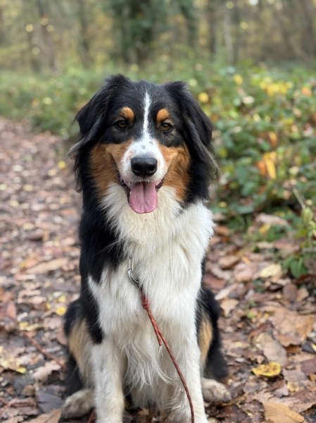 EDUCHIEN - Alexis BONNARANG & cie - Éducateurs canins Comportementalistes - photo 3