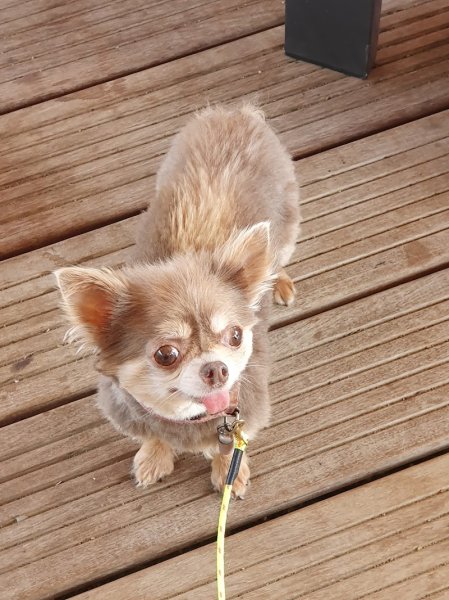 Le Chien Coquet - photo 2