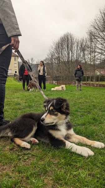 DogSerenity90 - photo 1