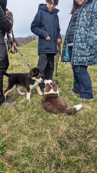 DogSerenity90 - photo 2