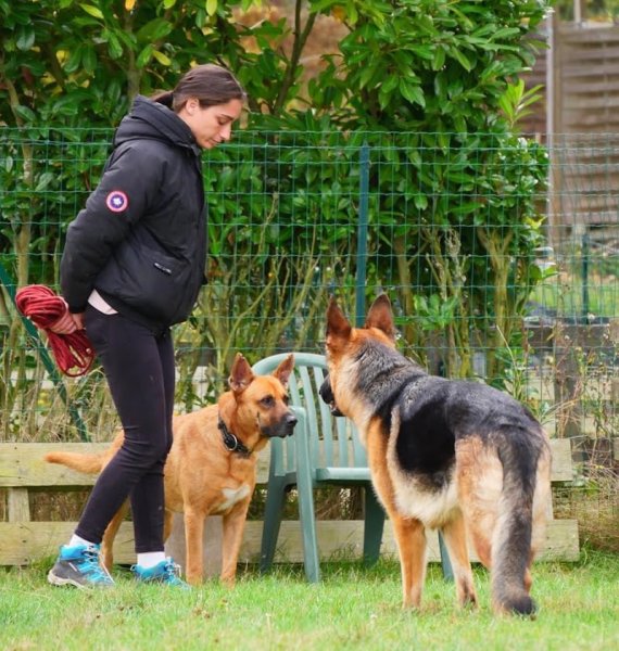 Bark to Basic - Education et comportement du Chien - photo 1