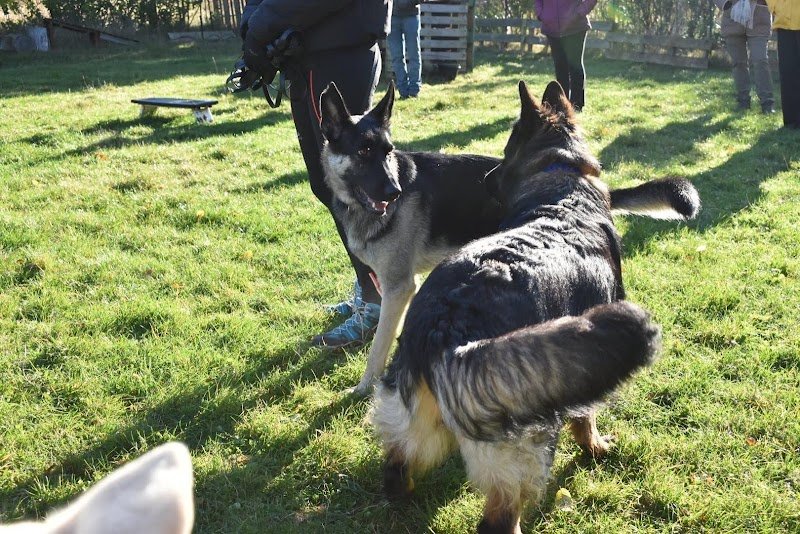 Bark to Basic - Education et comportement du Chien - photo 2