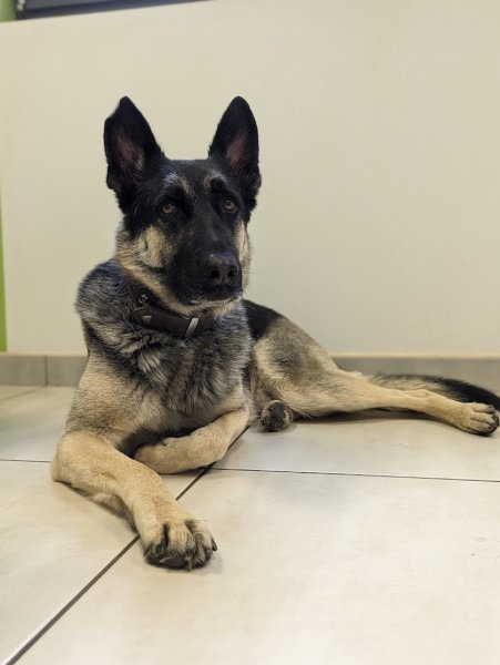 Bark to Basic - Education et comportement du Chien - photo 3