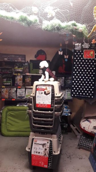 Coup Epil Dog - photo 3