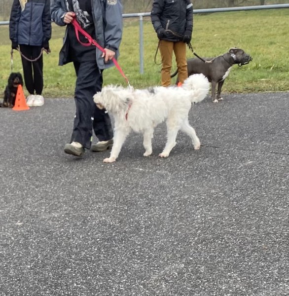 Marie & Cie Pet Sitting Éducateur Canin Comportementaliste - photo 2