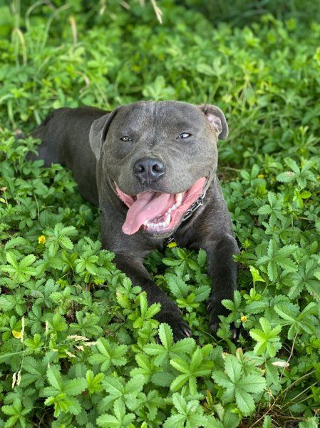 Marie & Cie Pet Sitting Éducateur Canin Comportementaliste - photo 3