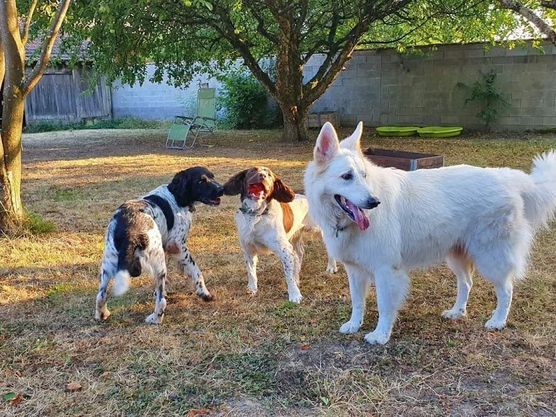 DOG CONNECT 68 - photo 1