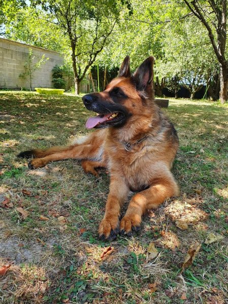 DOG CONNECT 68 - photo 2