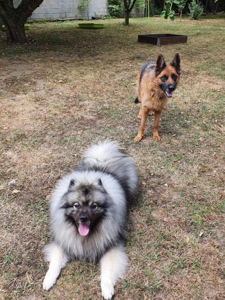 DOG CONNECT 68 - photo 3