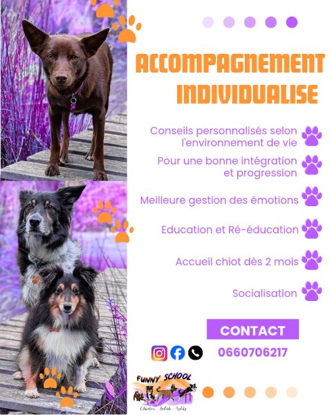 Funny School - éducateur canin 49 - Agility - Vanessa Ménard - dressage canin