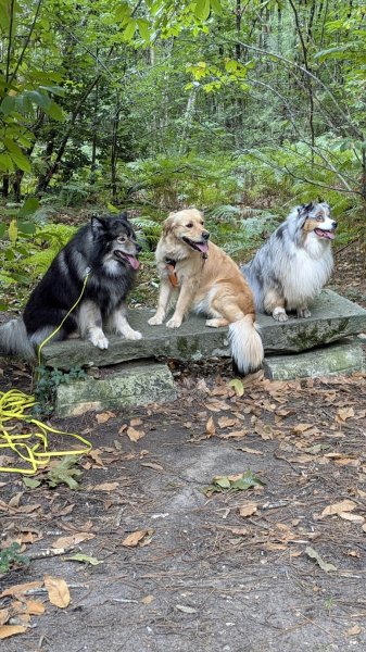 Funny School - éducateur canin 49 - Agility - Vanessa Ménard - dressage canin - photo 2