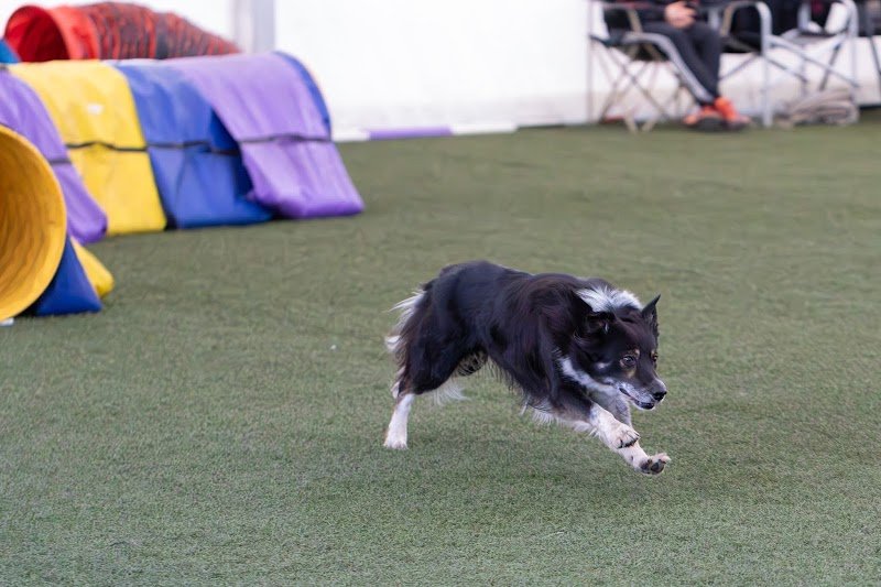 Funny School - éducateur canin 49 - Agility - Vanessa Ménard - dressage canin - photo 3
